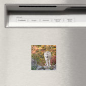 Nieuwsgierige Grijze Wolf Magneet (Insitu (Vaatwasser))