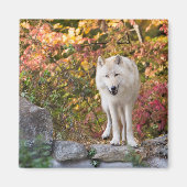 Nieuwsgierige Grijze Wolf Magneet (Voorkant)