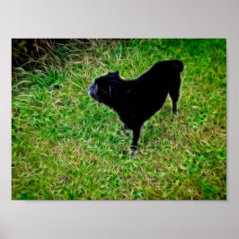 Nieuwsgierige Hond in Briljante Vezels op Zwart Poster