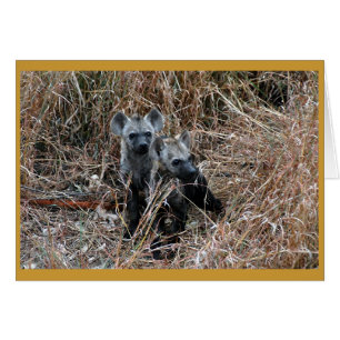 Nieuwsgierige hyena-jongen.