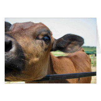 Nieuwsgierige kabeljauwkaart