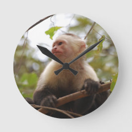 Nieuwsgierige Kapucijneraap, Costaricaanse Aap Ronde Klok