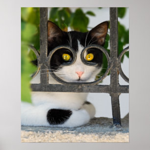 Nieuwsgierige kat met Lijst van bril Funny Foto op Poster