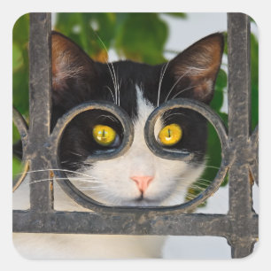Nieuwsgierige kat-ogen met brillenglazen Lijst Fun Vierkante Sticker