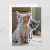 Nieuwsgierige Katjes Briefkaart (Voorkant / Achterkant)