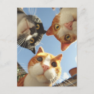 Nieuwsgierige Katten die naar beneden kijken Briefkaart