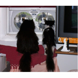 Nieuwsgierige katten fotobeeldje sleutelhanger