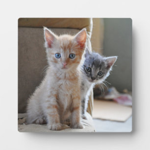 nieuwsgierige Kittens Fotoplaat