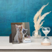 nieuwsgierige Kittens Fotoplaat (Insitu)