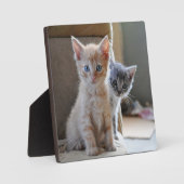 nieuwsgierige Kittens Fotoplaat (Voorkant)