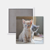 nieuwsgierige Kittens Magneet (Voorkant / Achterkant)
