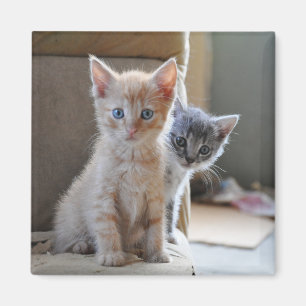 nieuwsgierige Kittens Magneet