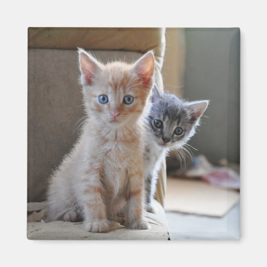 nieuwsgierige Kittens Magneet (Voorkant)
