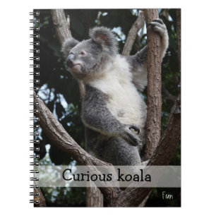 nieuwsgierige koala notitieboek