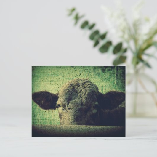 nieuwsgierige Koe Briefkaart (Staand voorkant)