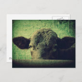 nieuwsgierige Koe Briefkaart (Voorkant / Achterkant)