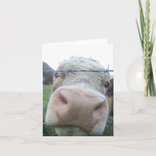 nieuwsgierige koe kaart (Voorkant)