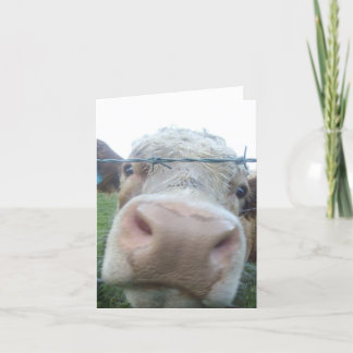 nieuwsgierige koe kaart