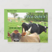 Nieuwsgierige Koe! Pa Dutch! Lititz/Lancaster Briefkaart (Voorkant / Achterkant)