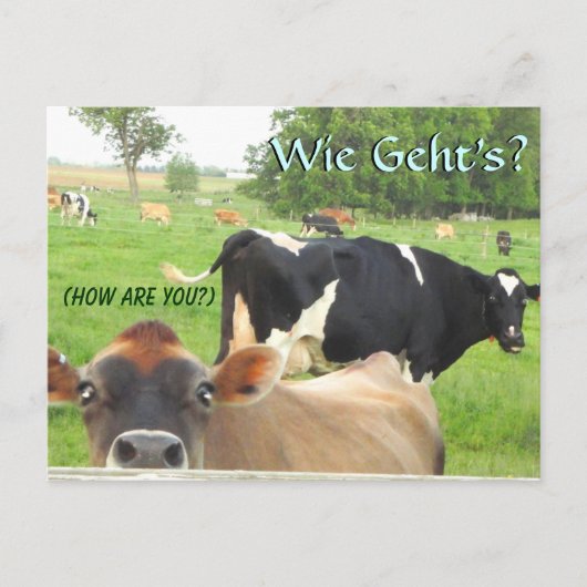 Nieuwsgierige Koe! Pa Dutch! Lititz/Lancaster Briefkaart (Voorkant)