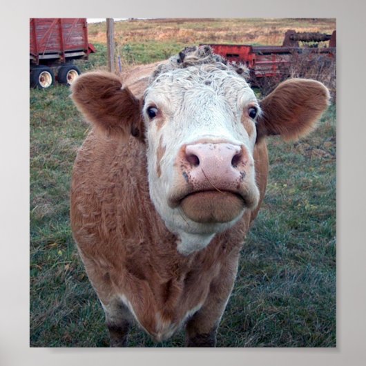 nieuwsgierige Koe Poster (Voorkant)