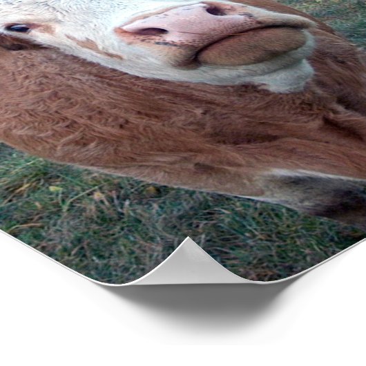 nieuwsgierige Koe Poster (Hoek)