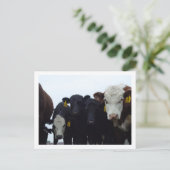Nieuwsgierige Koeien 9 Briefkaart (Staand voorkant)