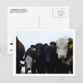 Nieuwsgierige Koeien 9 Briefkaart (Voorkant / Achterkant)
