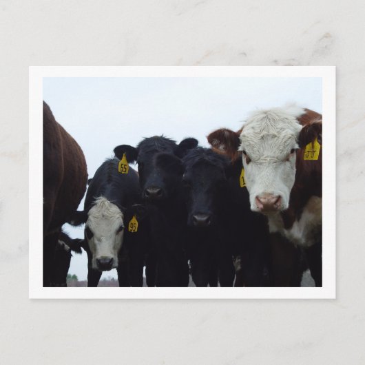 Nieuwsgierige Koeien 9 Briefkaart (Voorkant)