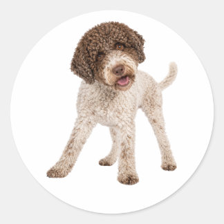 Nieuwsgierige Lagotto Romagnolo Hond Zoete Gezicht Ronde Sticker