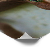 Nieuwsgierige Muur Art Poster (Hoek)