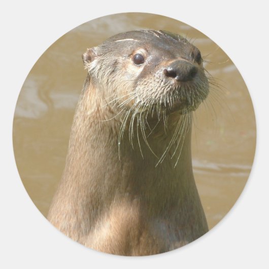 Nieuwsgierige Otter Sticker (Voorkant)