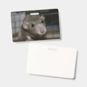 Nieuwsgierige Rat Badge (Voor- en achterkant)