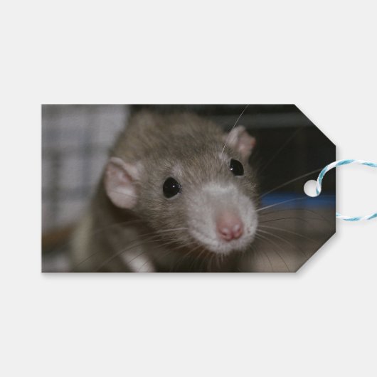 Nieuwsgierige Rat Cadeaulabel (Voorkant (Horizontaal))
