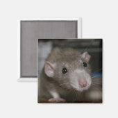 Nieuwsgierige Rat Magneet (Voorkant / Achterkant)