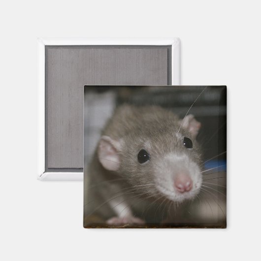 Nieuwsgierige Rat Magneet (Voorkant / Achterkant)