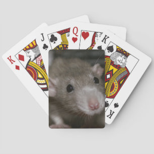 Nieuwsgierige Rat Pokerkaarten