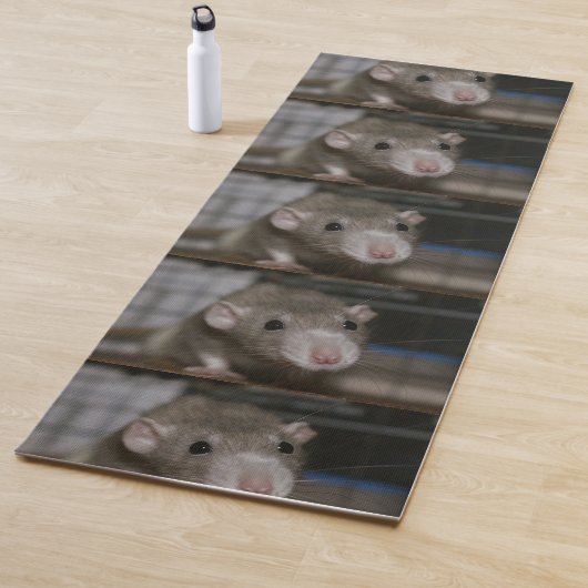 Nieuwsgierige Rat Yogamat (In situ)