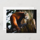 nieuwsgierige rode panda briefkaart (Voorkant / Achterkant)