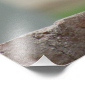 nieuwsgierige rode vink foto afdruk (Hoek)