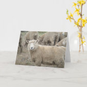 Nieuwsgierige Schapen Kaart (Gele Bloem)