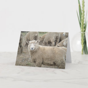 Nieuwsgierige Schapen Kaart