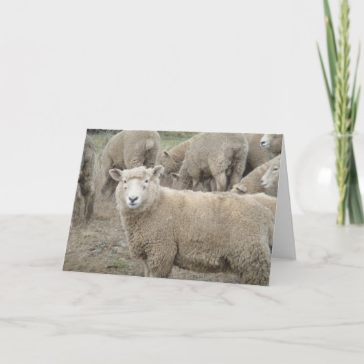 Nieuwsgierige Schapen Kaart (Voorkant)