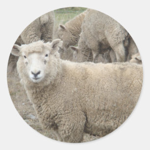 nieuwsgierige schapen ronde sticker