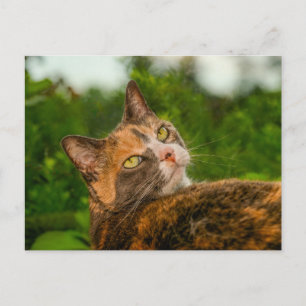 Nieuwsgierige schildpadkat buitenportret briefkaart