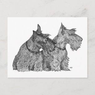 Nieuwsgierige Schotse Terriers Pen & Ink Sketch Briefkaart
