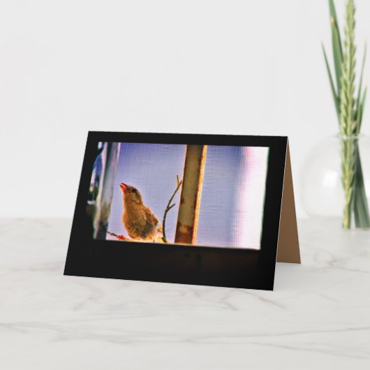 nieuwsgierige vink kaart (Voorkant)