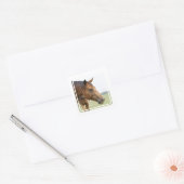Nieuwsgierige volbloed Stickers (Envelop)