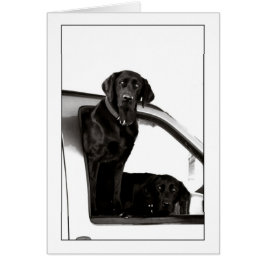 Nieuwsgierige zwarte labs