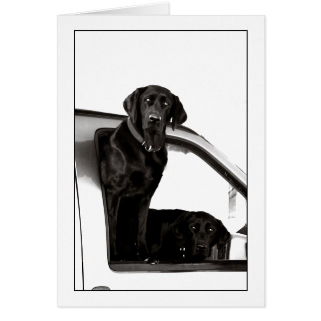 Nieuwsgierige zwarte labs (Voorkant)